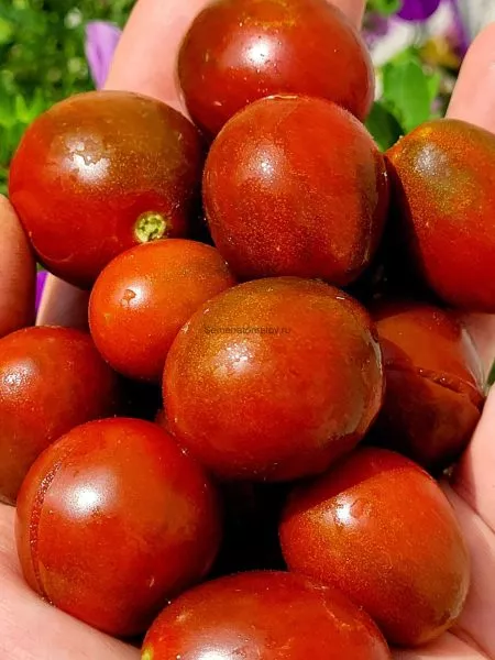 skazochnyy-granat-4-158950