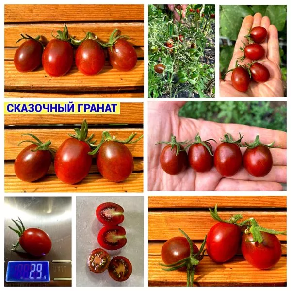 skazochnyy-granat-5-158950