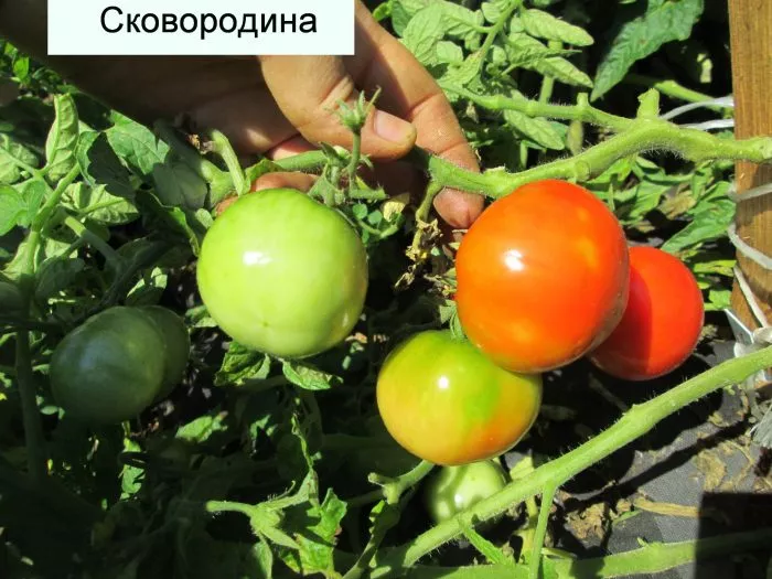 skovorodina-1-155112