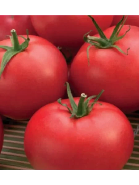 skovorodina-main-155112