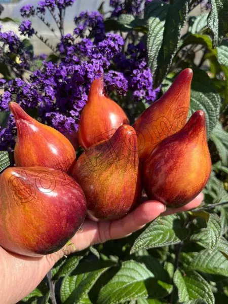 sladkaya-karamel-sofii-1-153953