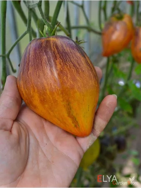 sladkaya-karamel-sofii-10-153953