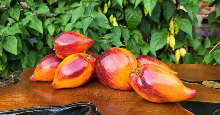 sladkaya-karamel-sofii-11-153953