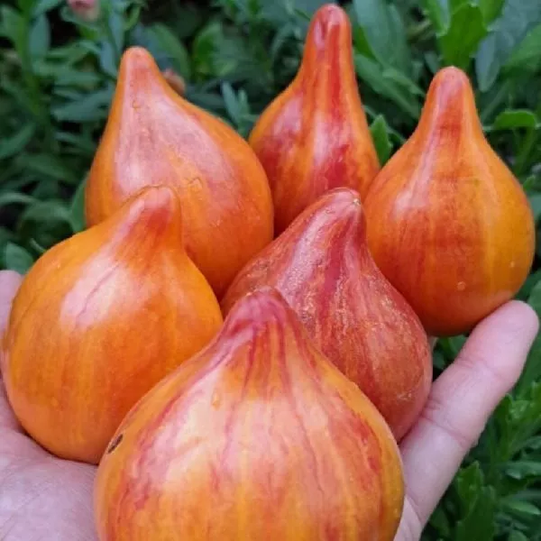 sladkaya-karamel-sofii-2-153953