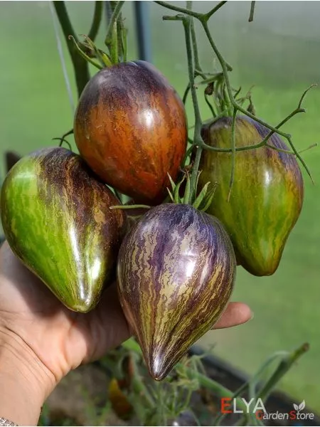 sladkaya-karamel-sofii-3-153953