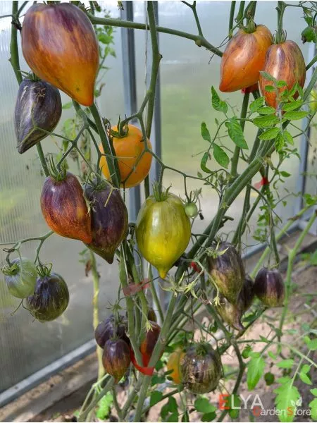 sladkaya-karamel-sofii-4-153953