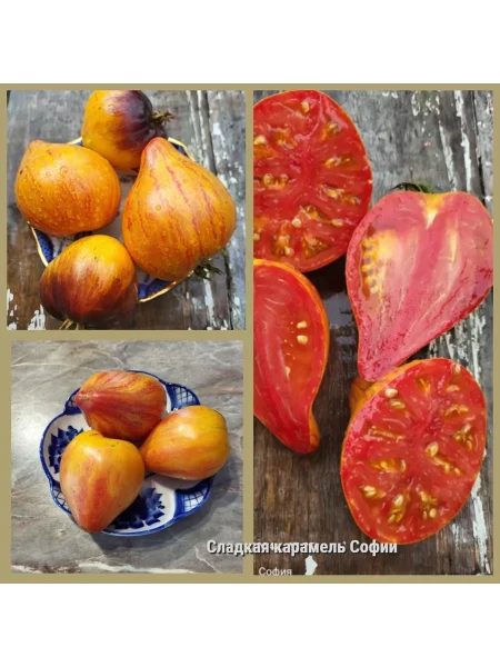 sladkaya-karamel-sofii-5-153953