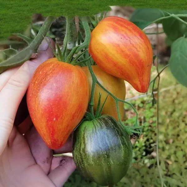 sladkaya-karamel-sofii-7-153953