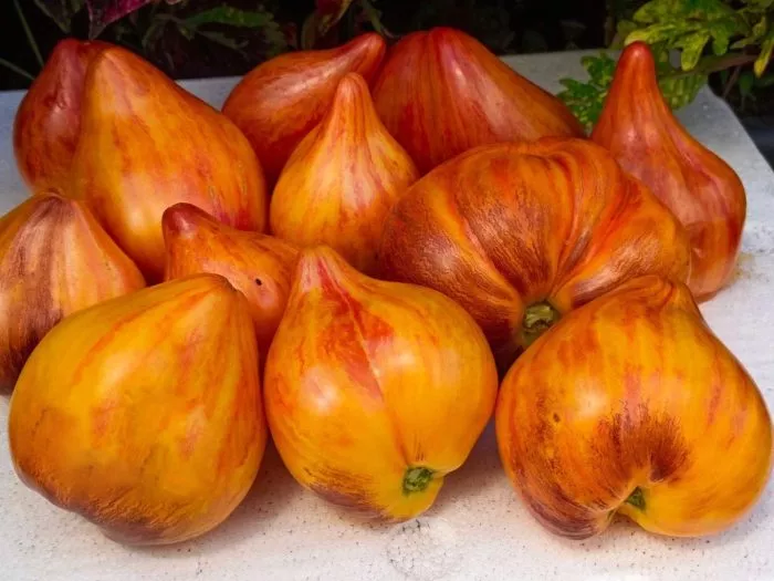 sladkaya-karamel-sofii-main-153953