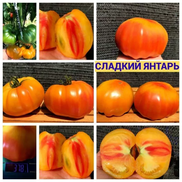 sladkiy-yantar-3-166073