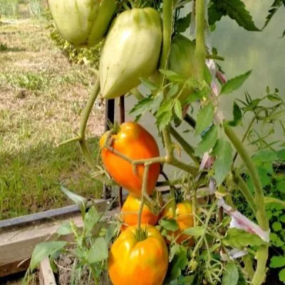 sladkiy-yantar-4-166073