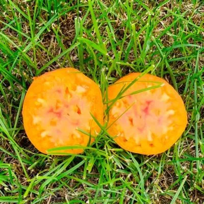 sladkiy-yantar-6-166073