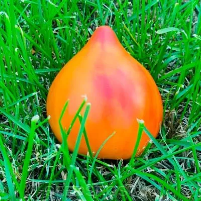 sladkiy-yantar-7-166073