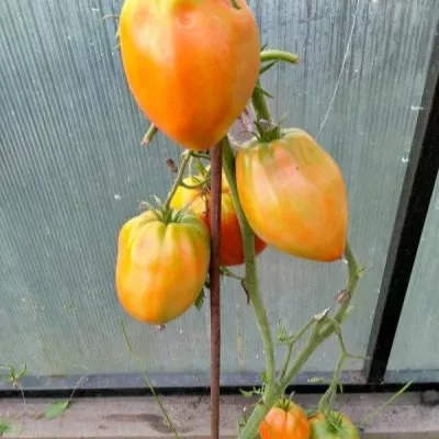 sladkiy-yantar-8-166073