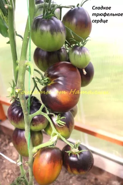 sladkoe-tryufelnoe-serdtse-4-159179