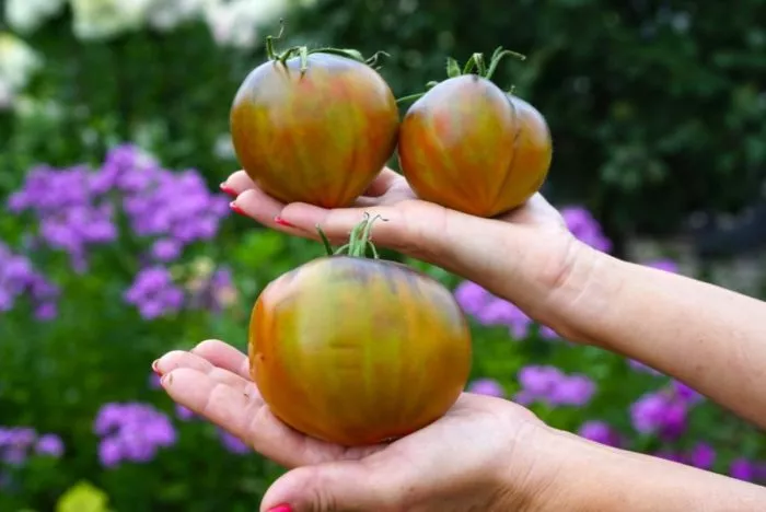 sladkoe-tryufelnoe-serdtse-main-159179