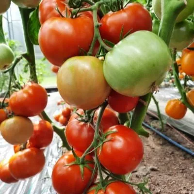 slavyanskiy-shedevr-4-141130