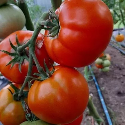 slavyanskiy-shedevr-5-141130