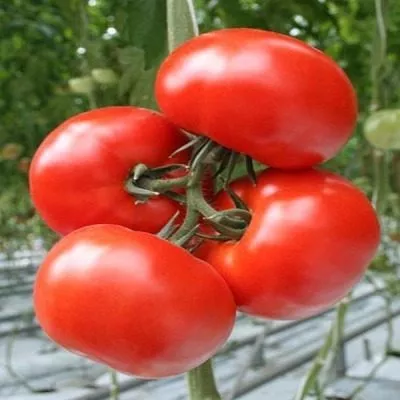 slavyanskiy-shedevr-6-141130