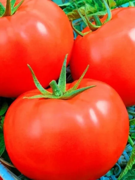 slavyanskiy-shedevr-main-141130