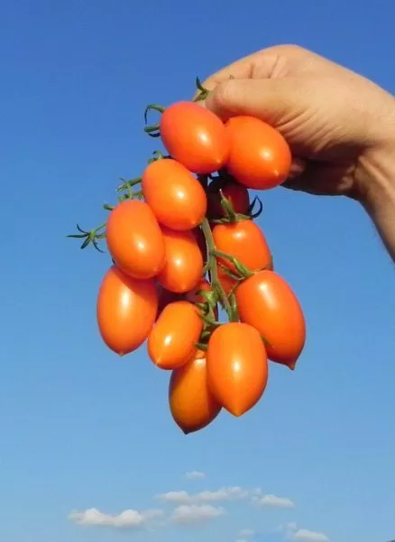 slivka-medovaya-2-155551