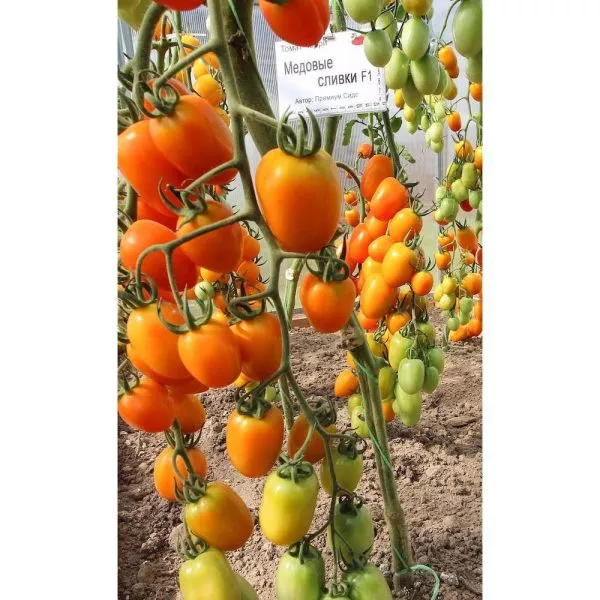 slivka-medovaya-4-155551