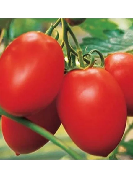 slivka-medovaya-main-155551