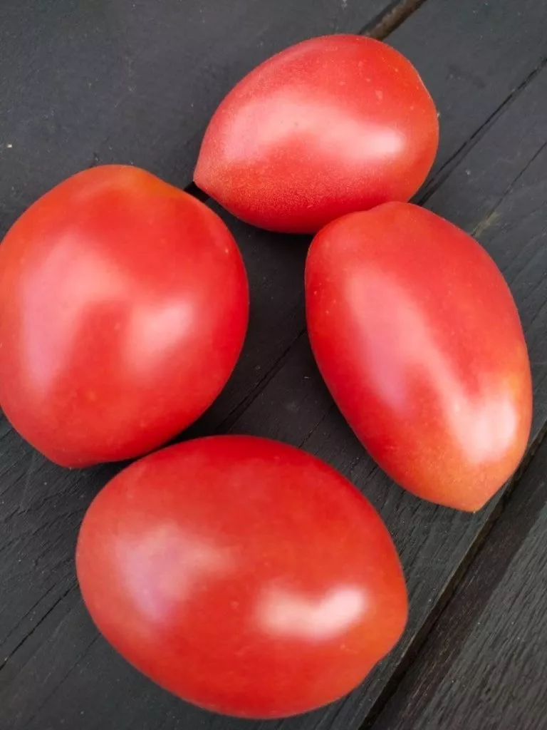 slivka-rozovaya-2-132754