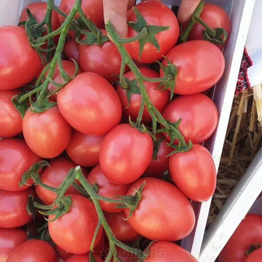 slivka-rozovaya-5-132754