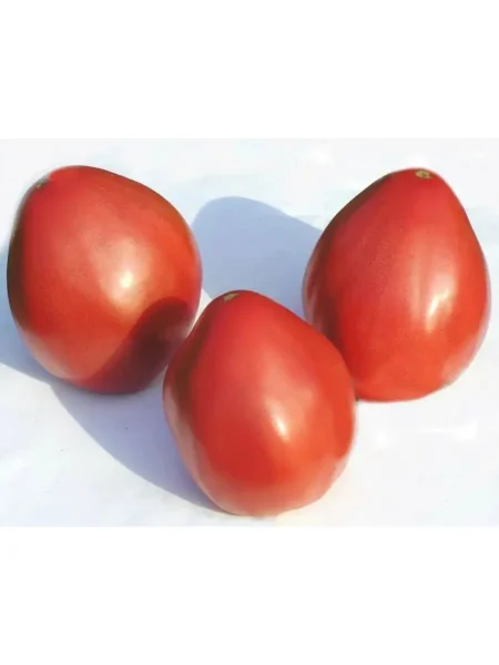 sokolinyy-klyuv-2-150530