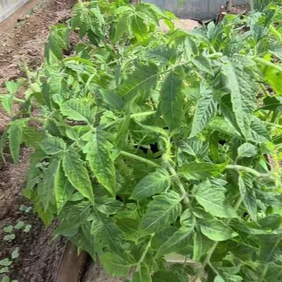 sokolinyy-klyuv-5-150530