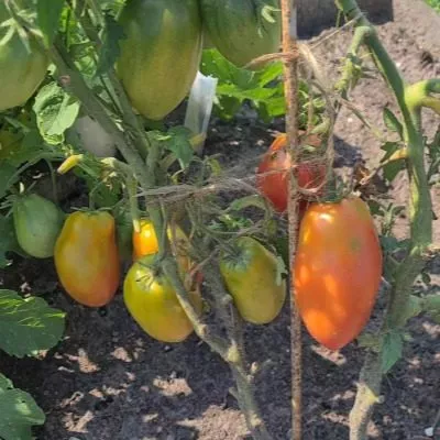 sokolinyy-klyuv-main-150530