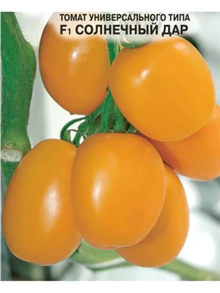 solnechnyy-dar-1-159309