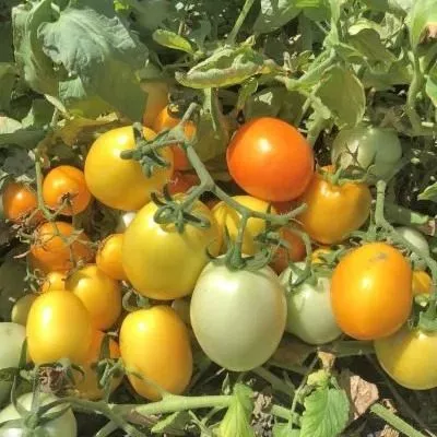 solnechnyy-dar-main-159309