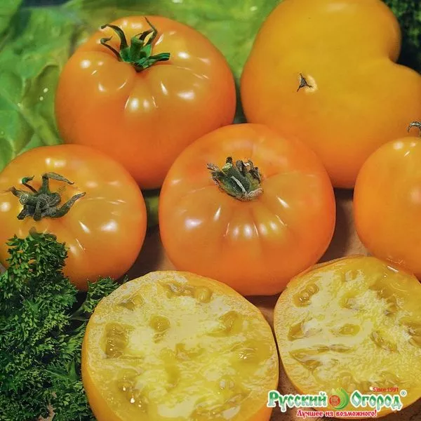 solntsedar-1-139051-1