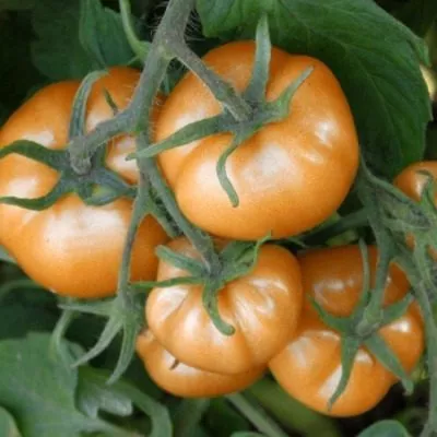 solntsedar-2-139051-1