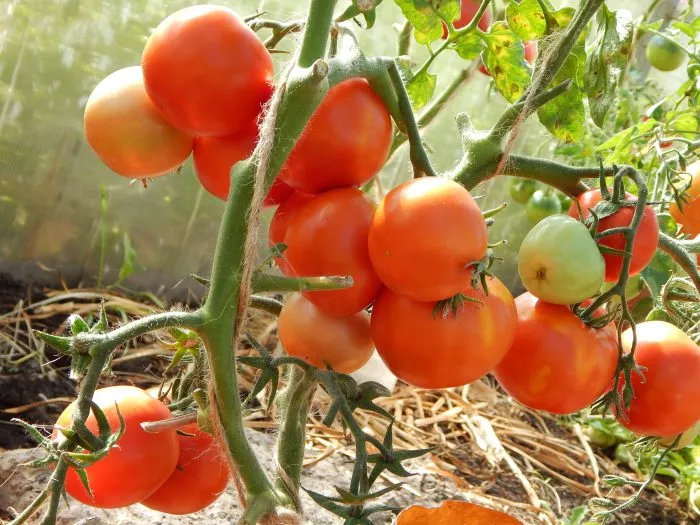 soroka-krasnoboka-2-150225