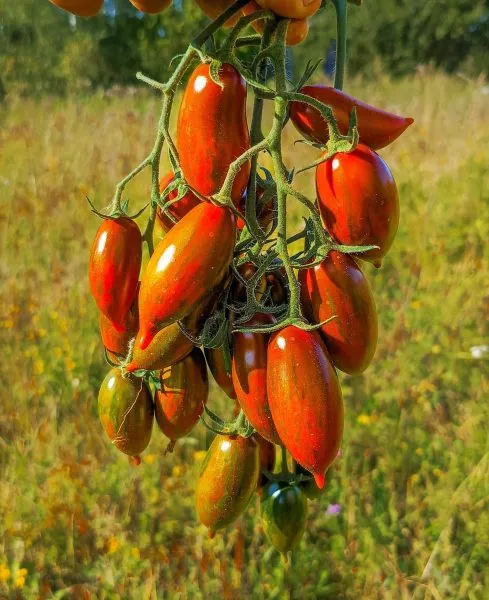 sosulka-krasnaya-5-143167