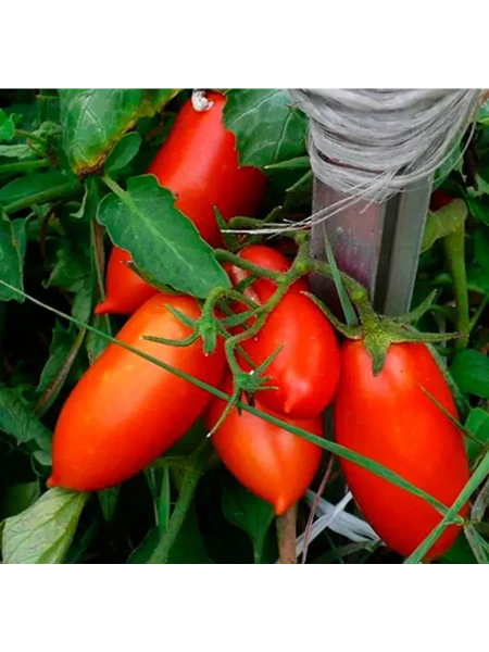 sosulka-krasnaya-main-143167