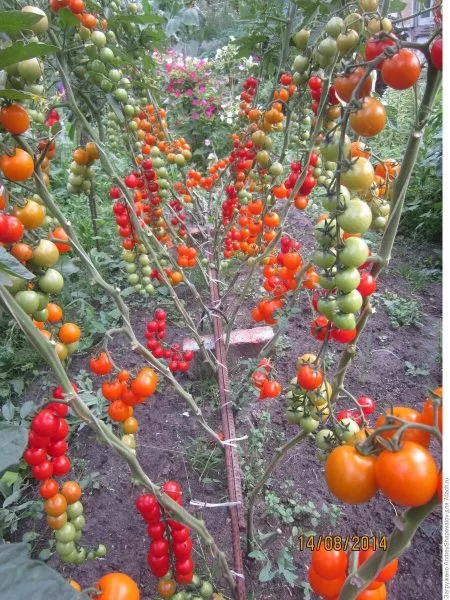 spelaya-vishnya-1-140165-1