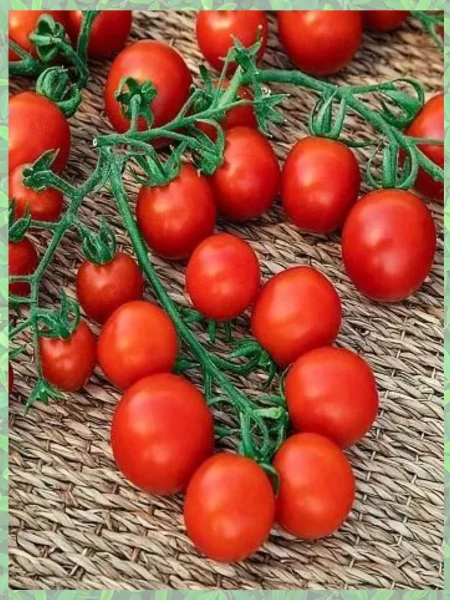 spelaya-vishnya-1-140165-2