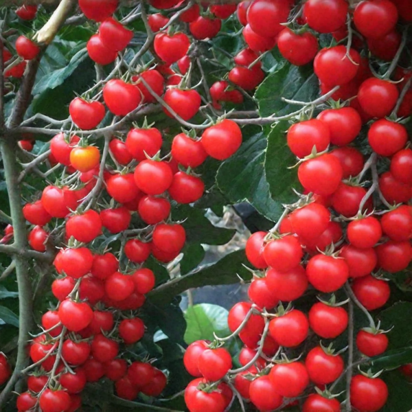 spelaya-vishnya-1-140165