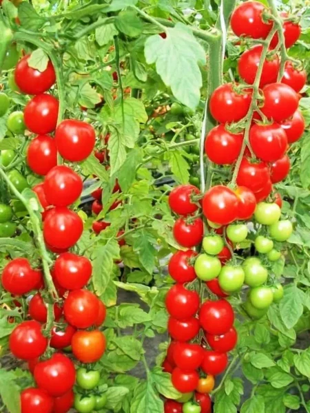 spelaya-vishnya-2-140165