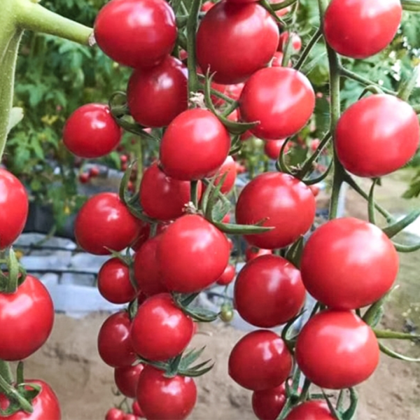 spelaya-vishnya-2-140165