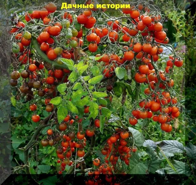 spelaya-vishnya-2-140165