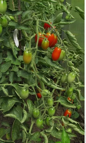 sprut-slivka-1-139008-2