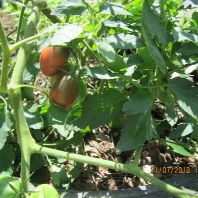 sprut-slivka-1-139008