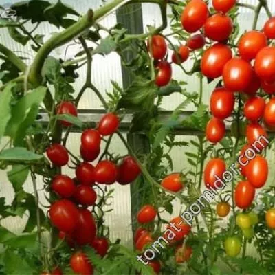 sprut-slivka-2-139008-1