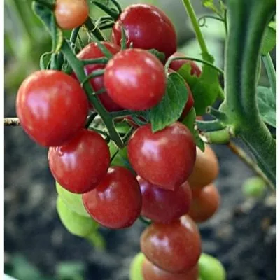 sprut-slivka-malinovaya-3-157981