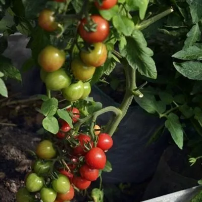 sprut-slivka-malinovaya-5-157981